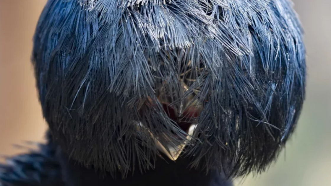 David Fettes with “Great Hair Day”