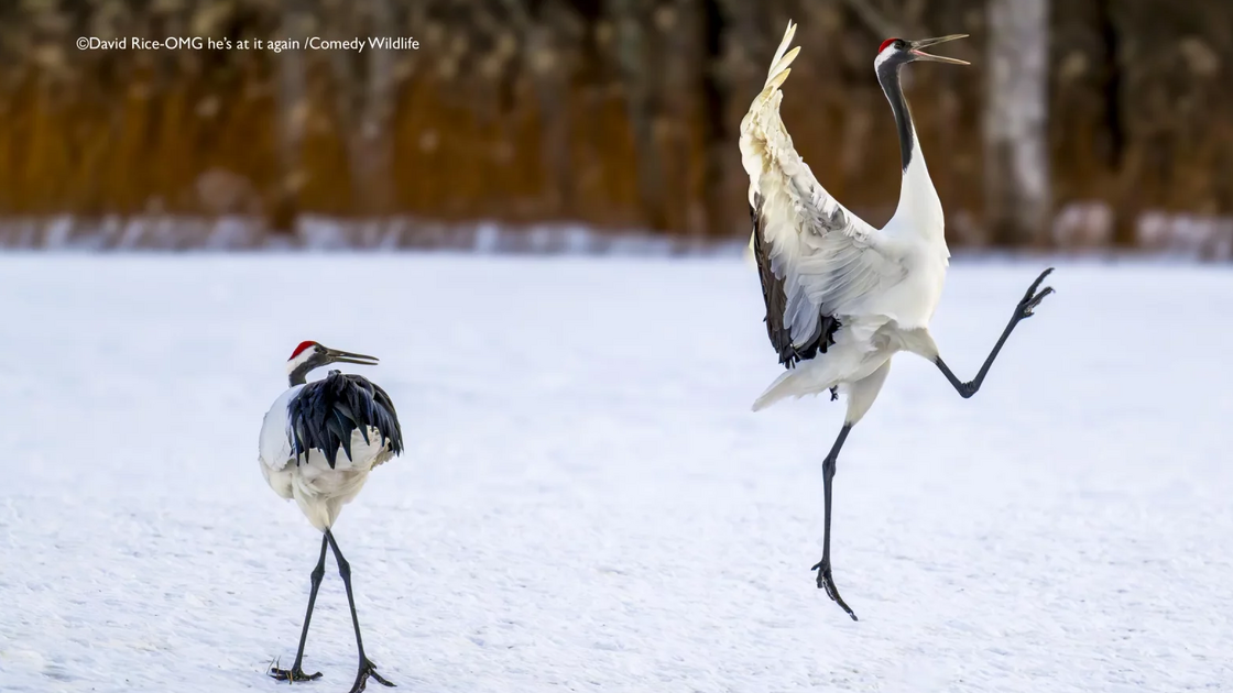 David Rice with “OMG he's at it again!”