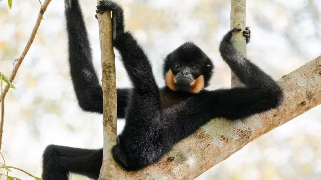 Diana Rebman with “Relaxing in the trees!”