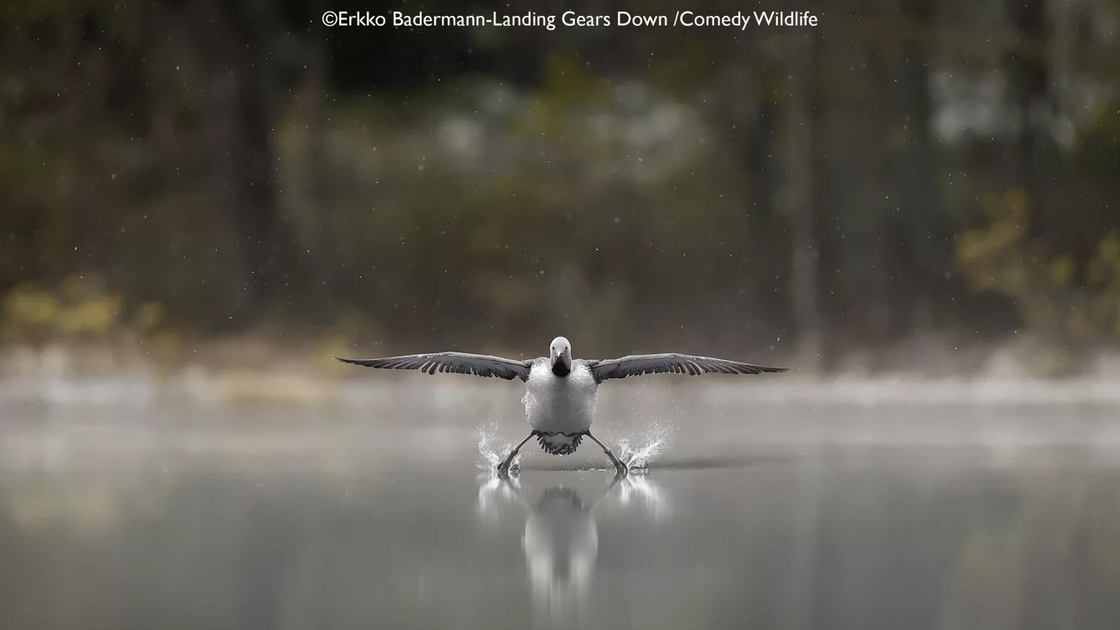 Erkko Badermann with “Landing Gears Down”