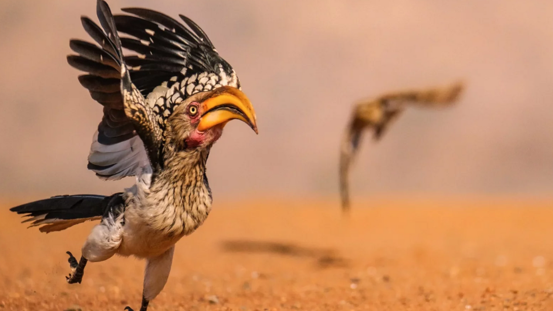 Geoff Martin with “Hornbill In A Hurry”