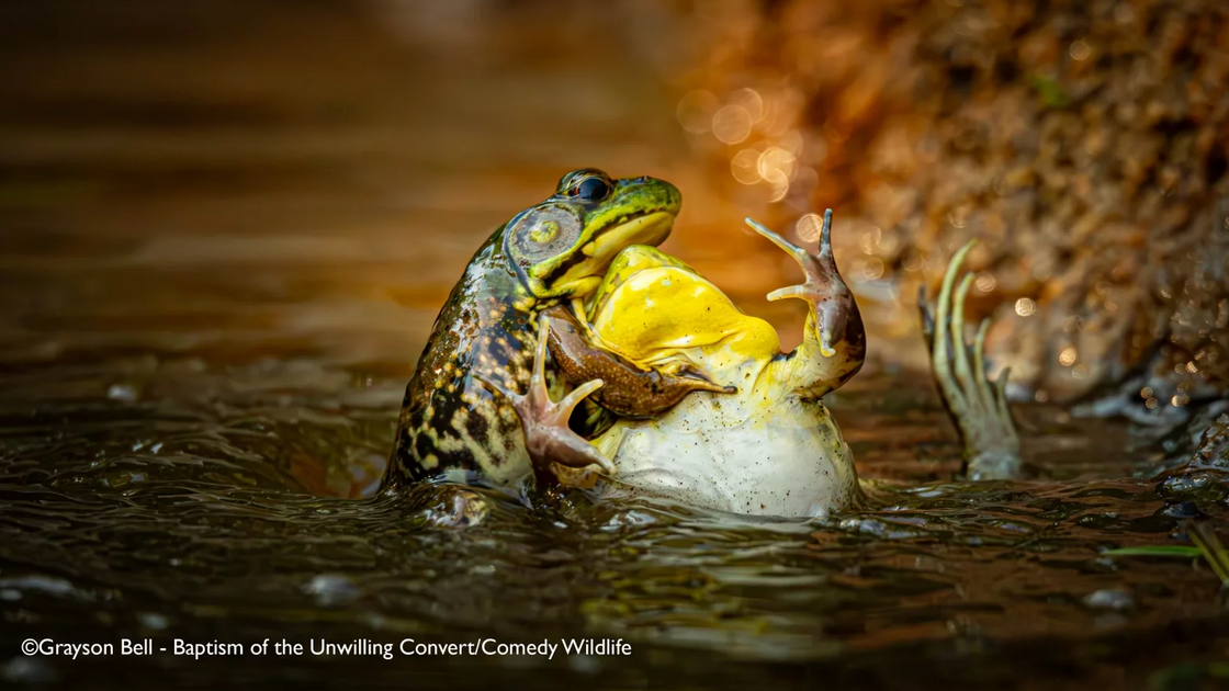 Grayson Bell with “Baptism Of The Unwilling Convert”