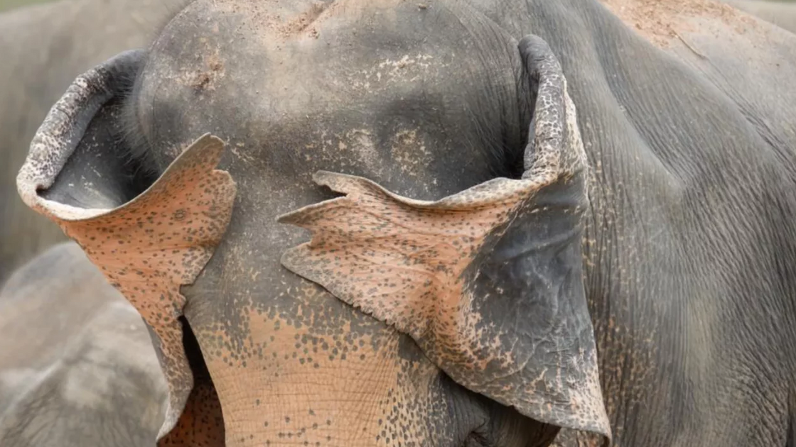 Henry Szwinto with “Peek a Boo”