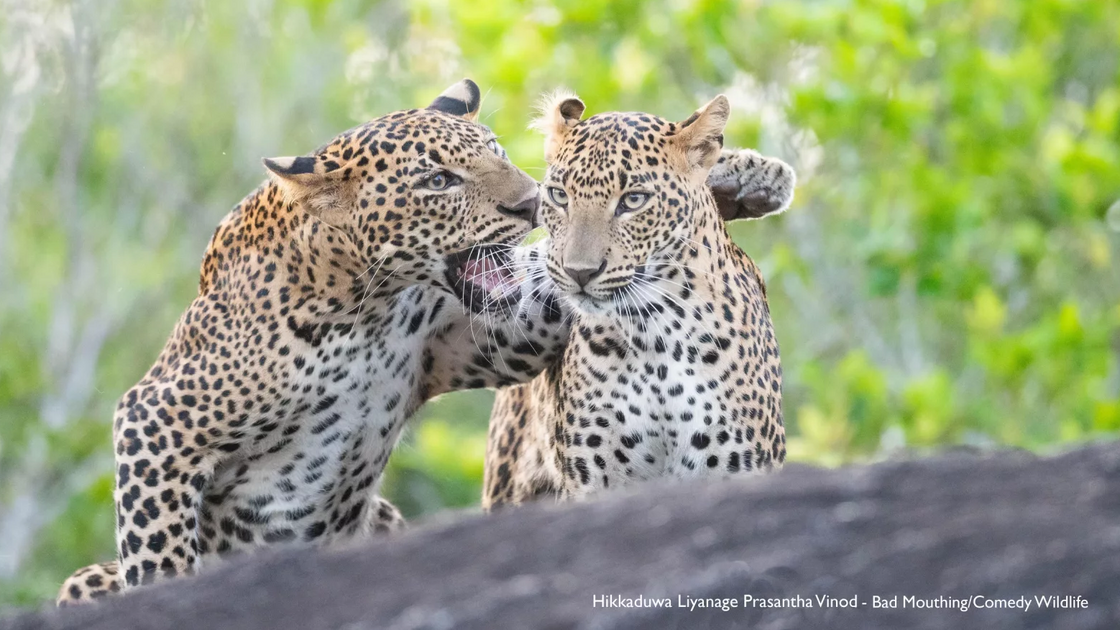 Hikkaduwa Liyanage Prasantha Vinod with “Bad mouthing”