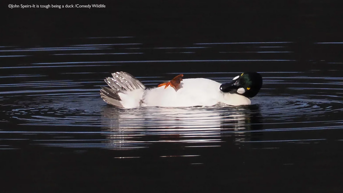 John Speirs with “It is tough being a duck”