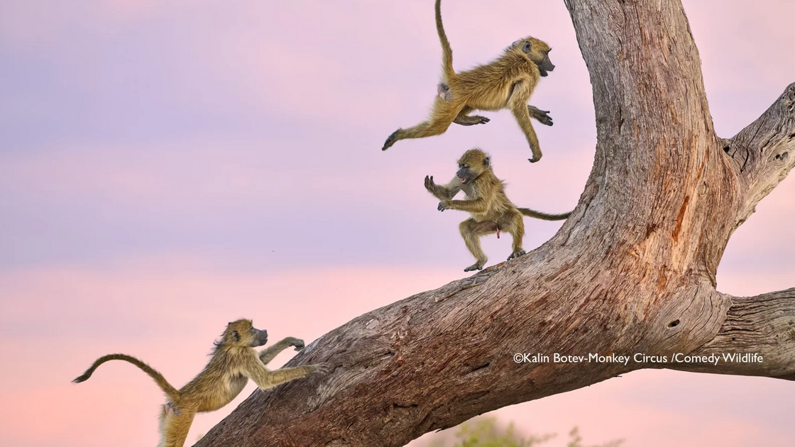 Kalin Botev with “Monkey Circus”