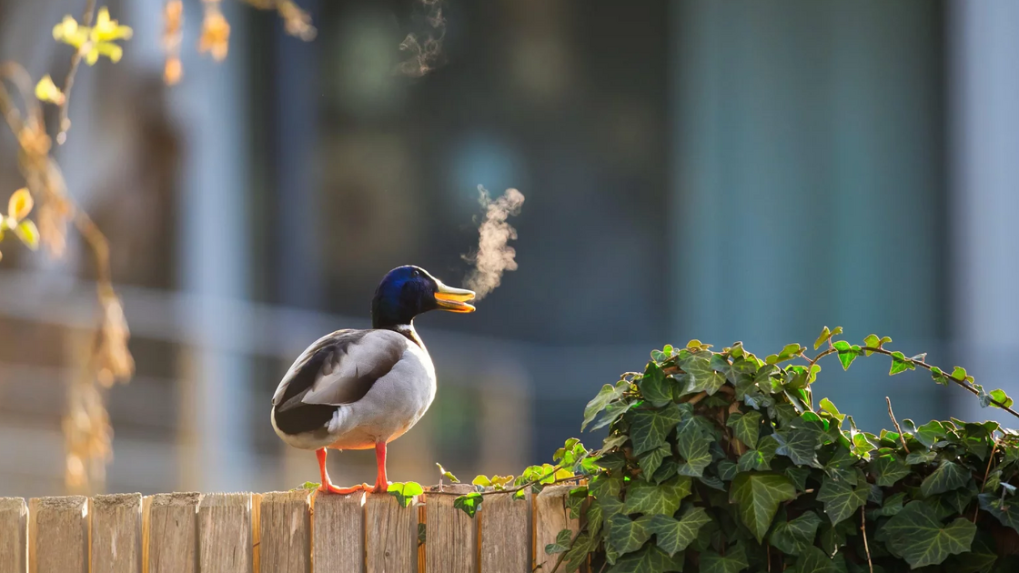 Lars Beygang with “Outdoor smoking zone”