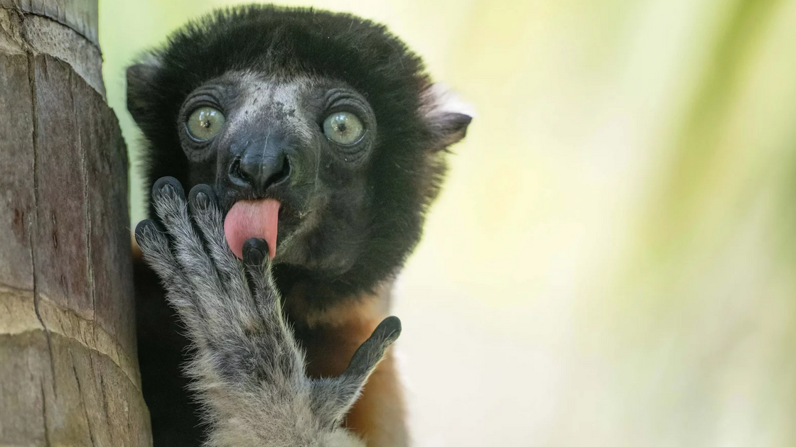 Liliana Luca with “Fonzies advertising”