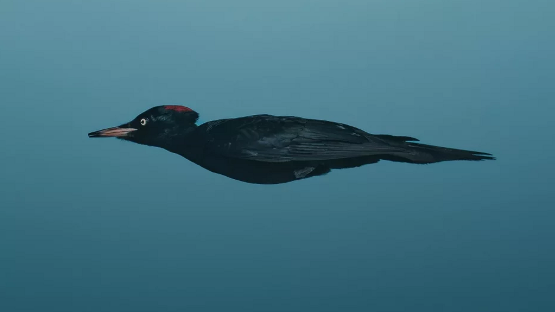 Magnus Berggren with “Masquerading as an arrow”