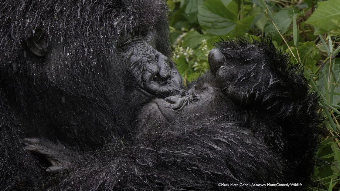 Mark Meth-Cohn with “Aaaaaww Mum!”