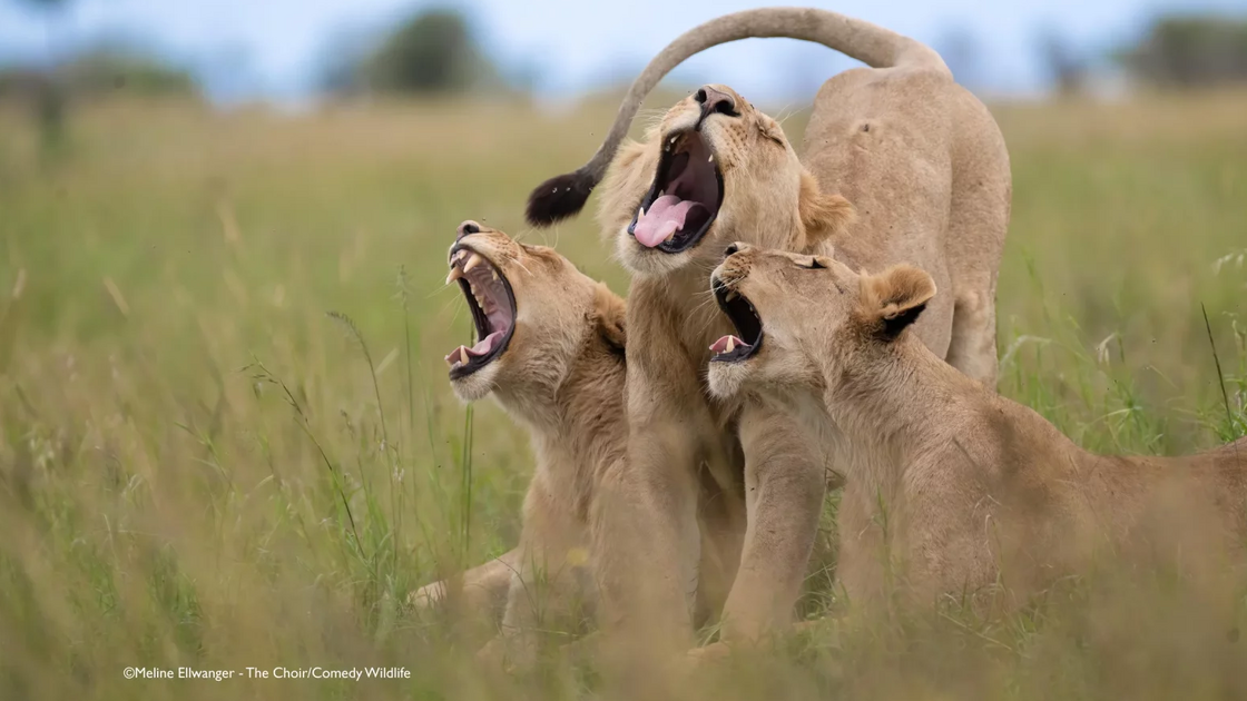 Meline Ellwanger with “The Choir”