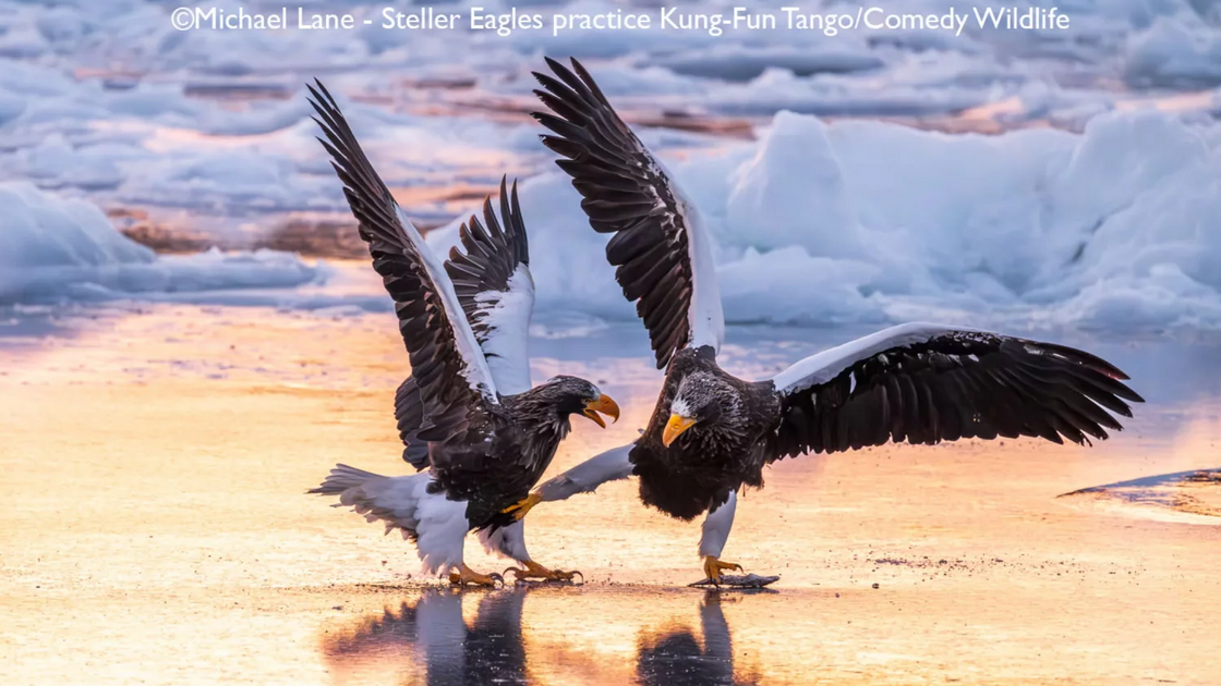 Michael Lane with “Steller Eagles Practice Kung Fu Tango”