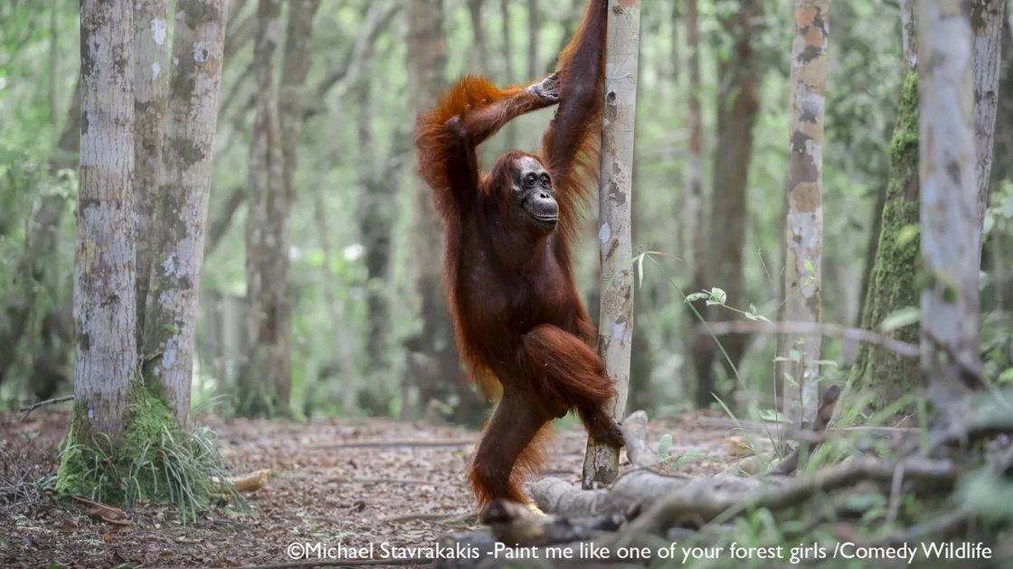 Michael Stavrakakis with “Paint Me Like One of Your Forest Girls”
