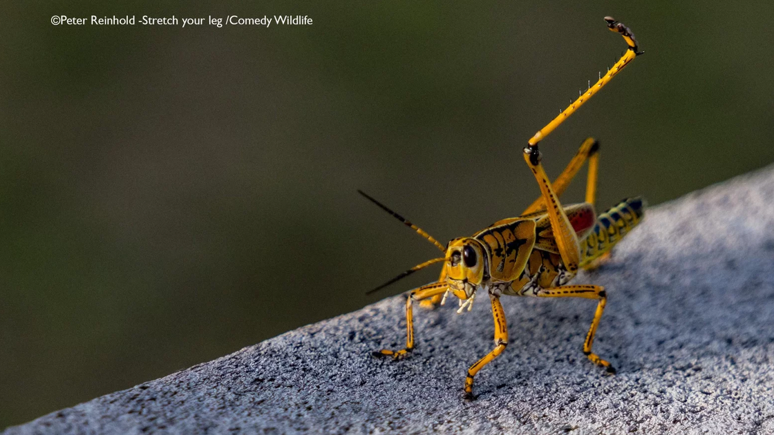 Peter Reinold with “Stretch your Leg”