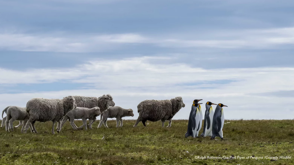 Ralph Robinson with “Pied Piper of Penguins”