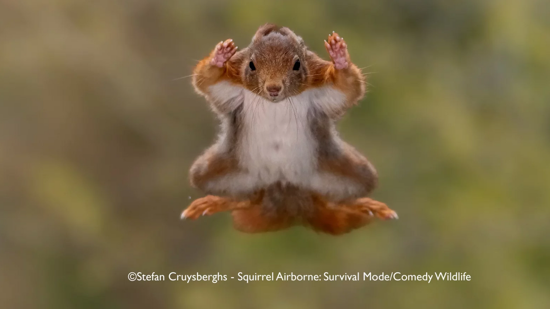 Stefan Cruysberghs with “Squirrel airborne: surrender mode”