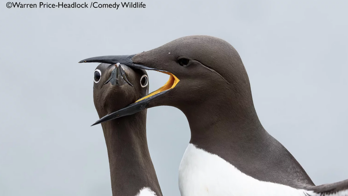 Warren Price with “Headlock”