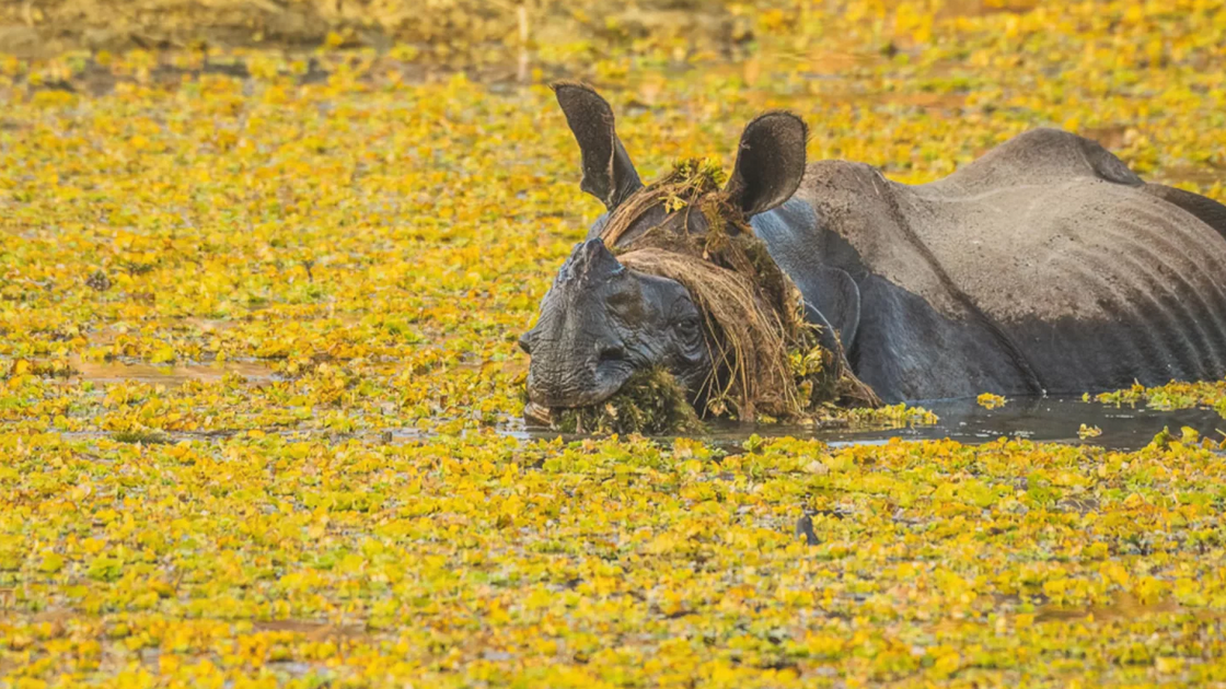 Yann Chauvette with “The wig”