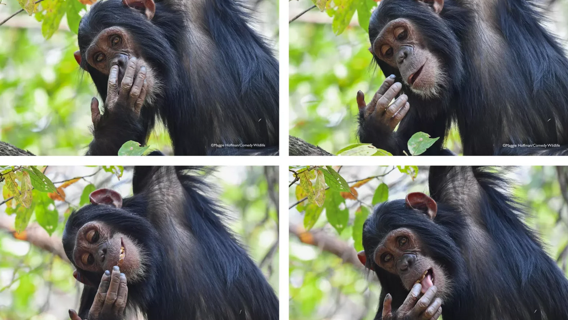 Maggie Hoffman / Comedy Wildlife Photo