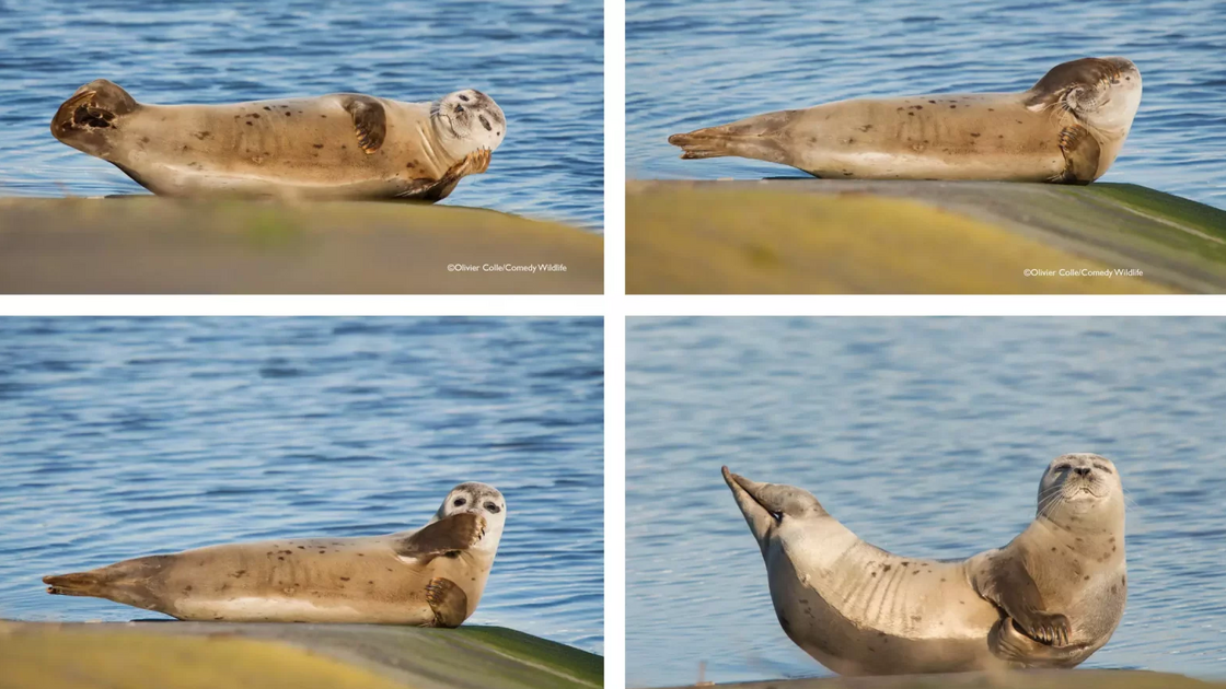 Olivier Colle / Comedy Wildlife Photo