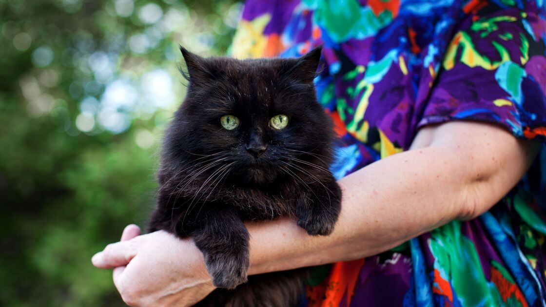 Os sapos causam verrugas? Os gatos pretos dão azar? Conheça 7 mitos animais associados ao Halloween