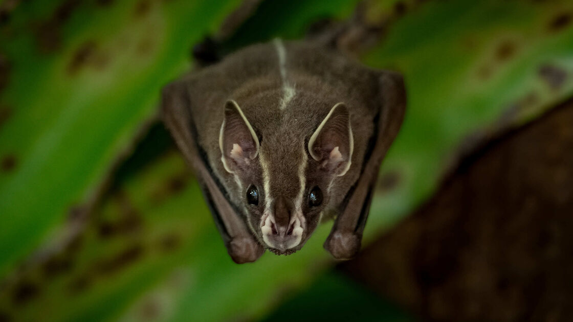 Sinais de mau presságio ou apenas fofura? Conheça 7 animais associados ao Halloween