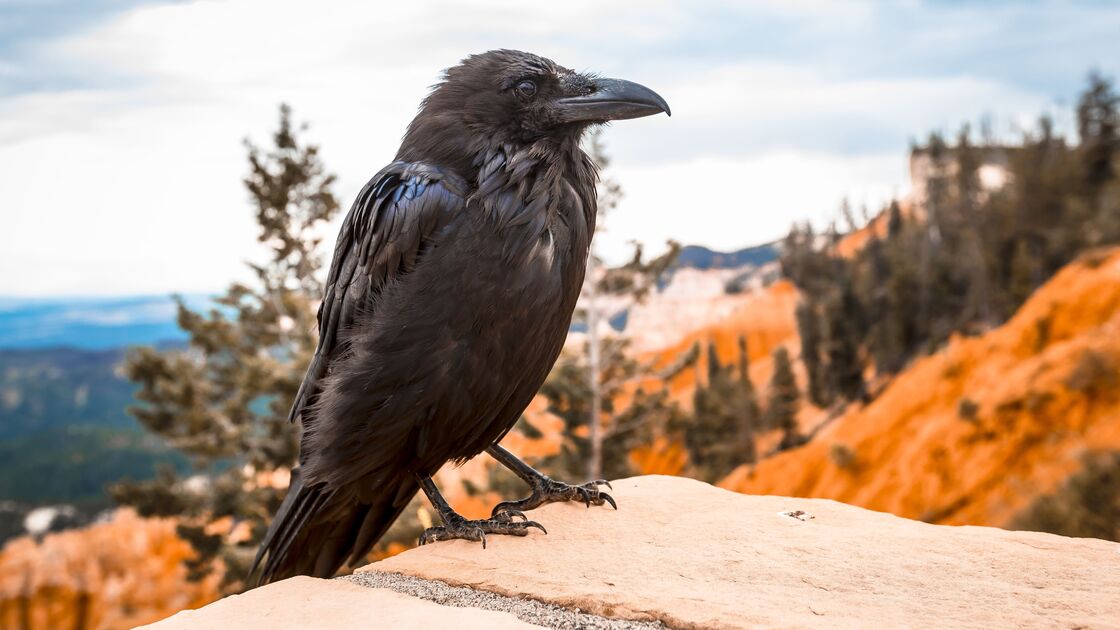 Corvo, um dos animais associados ao Halloween, visto no seu habitat natural