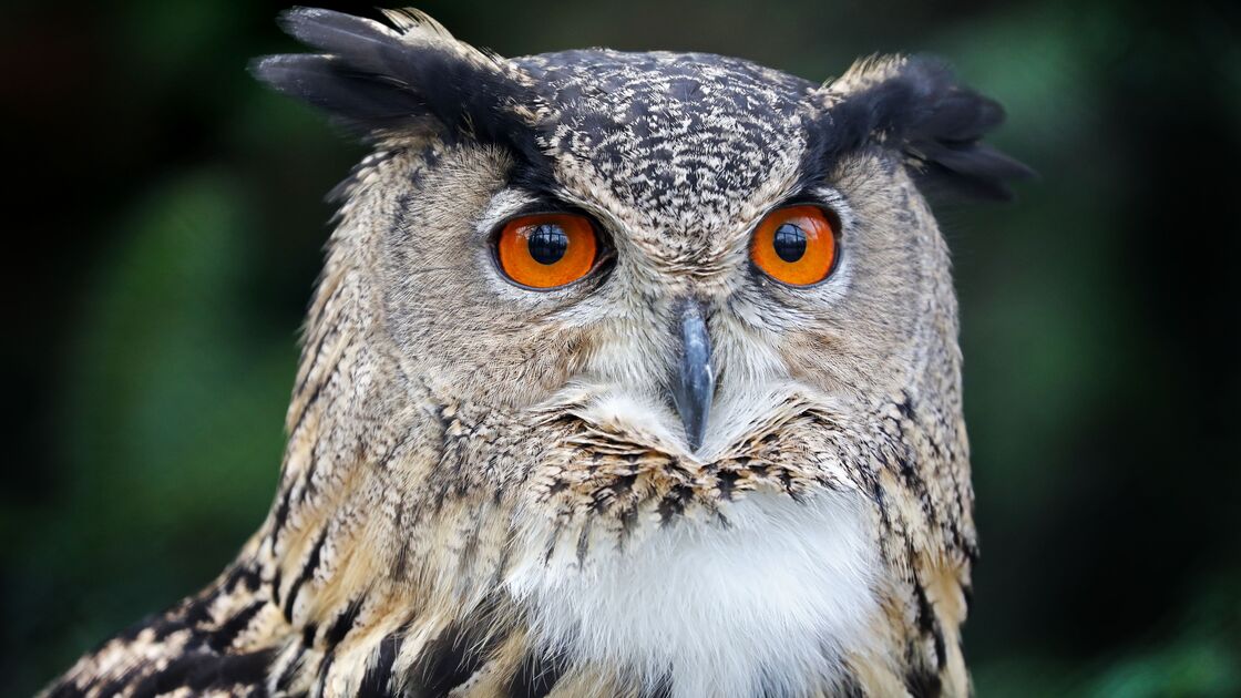 Coruja surge como símbolo do Halloween, associada a presságios e bruxas no folclore medieval