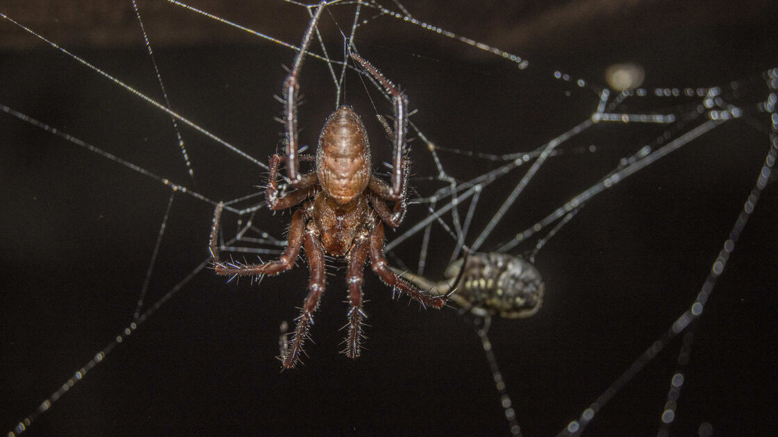 Aranha tece teia. Animais associados ao Halloween