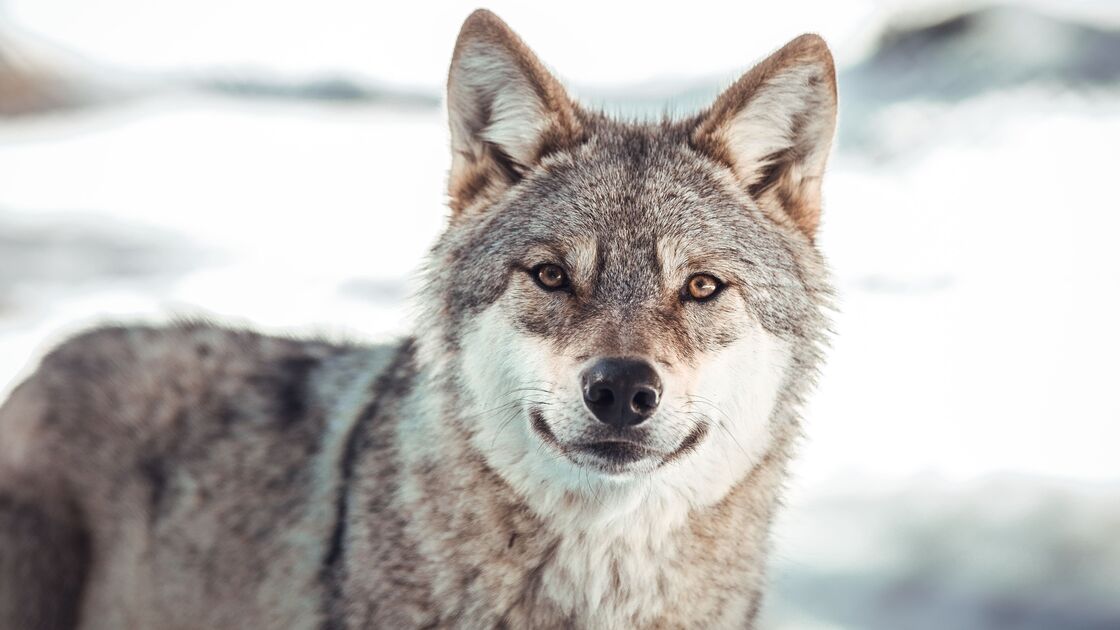 Animais como lobos e gatos pretos são associados ao Halloween por folclore e superstições