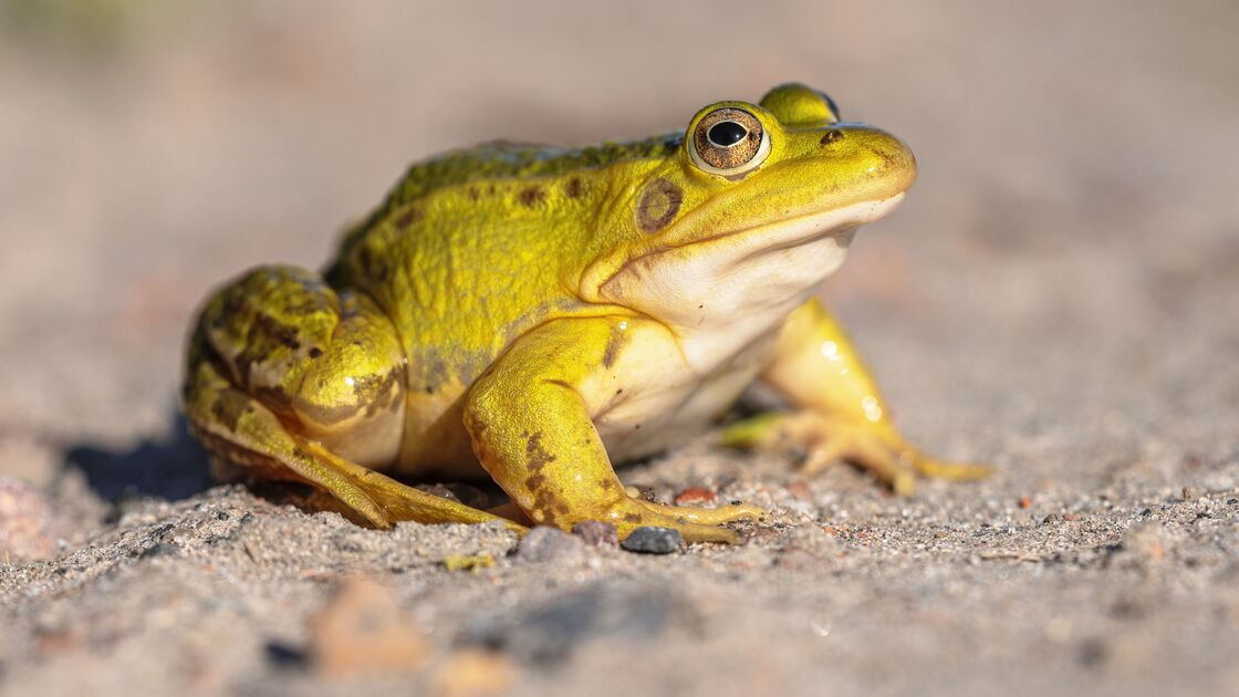 Sapos associados ao Halloween: maldições e folclore em foco