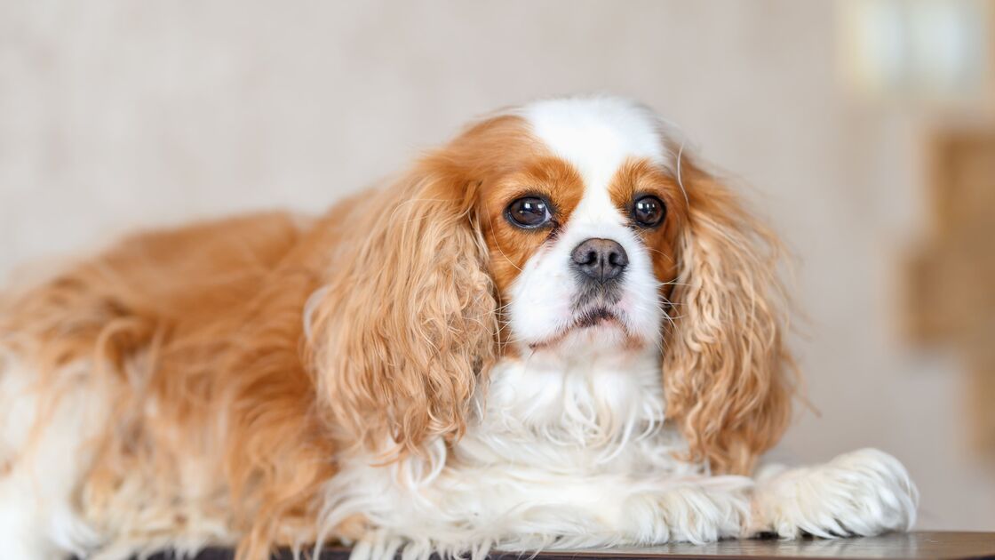 Cavalier King Charles Spaniel