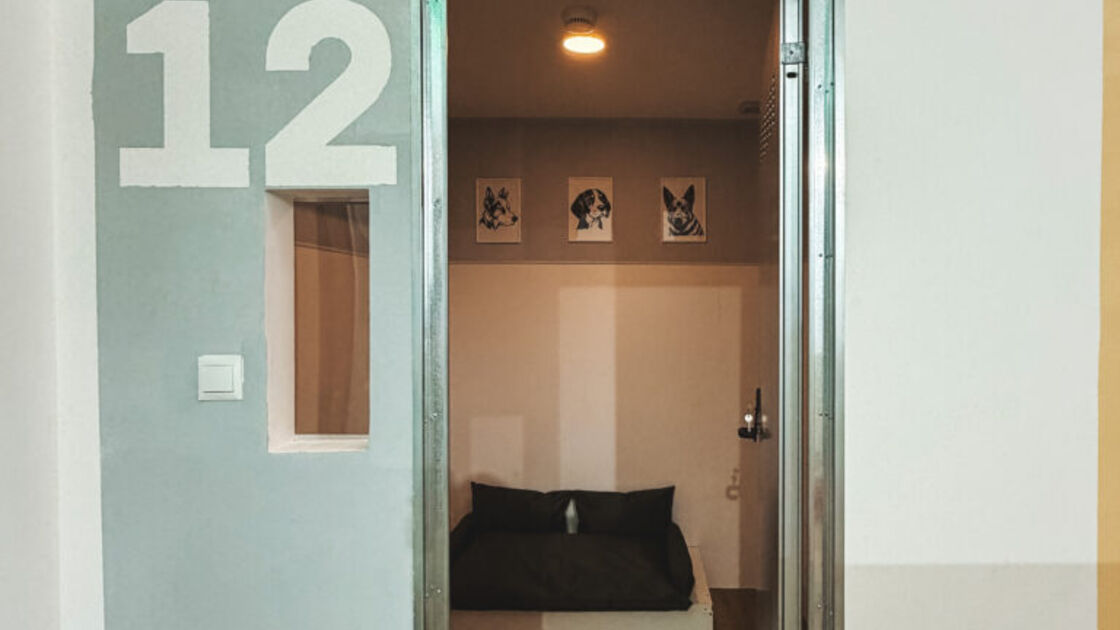 Hotel canino de luxo com suítes privadas e tecnologia no Porto