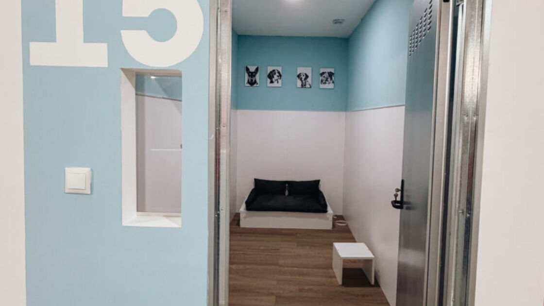 Suítes privadas e tecnologia para bem-estar canino na Dogga Residence, no Porto