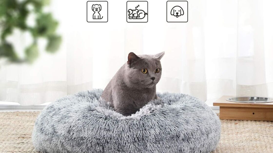 Gato cinzento numa cama macia e confortável