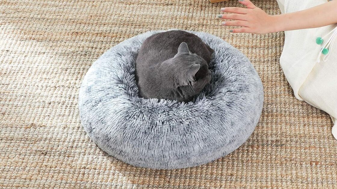 Gato cinzento a dormir numa cama macia perto de uma pessoa e comida