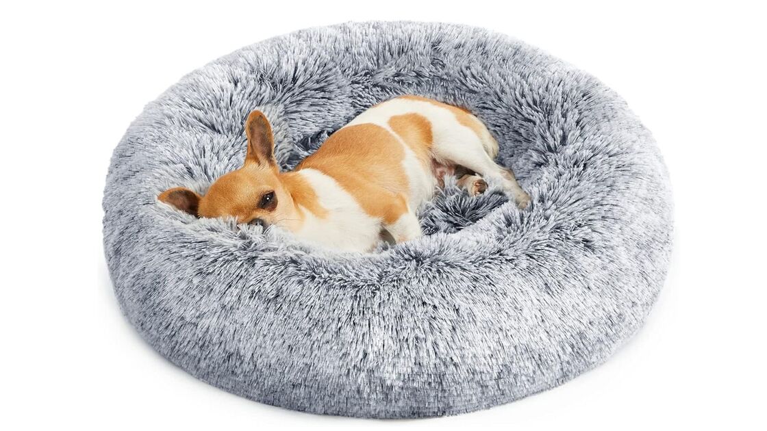 Um cão pequeno descansa numa cama felpuda