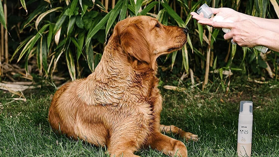 Champô seco para cães: solução prática para limpeza e frescura sem banho