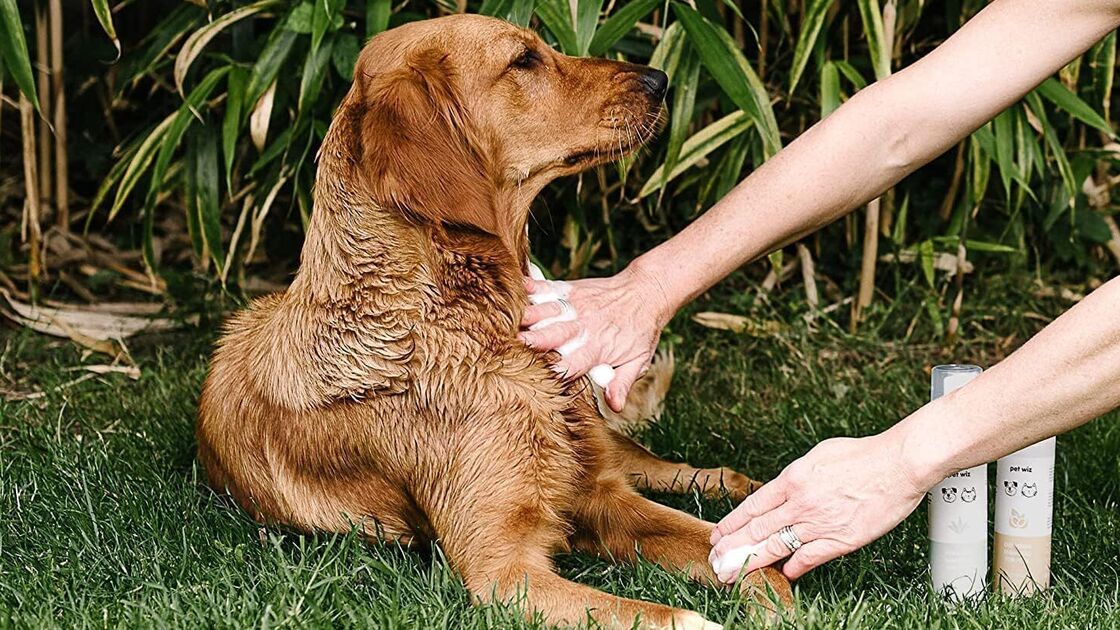 Champô seco mantém o cão limpo, cheiroso e macio sem enxaguar