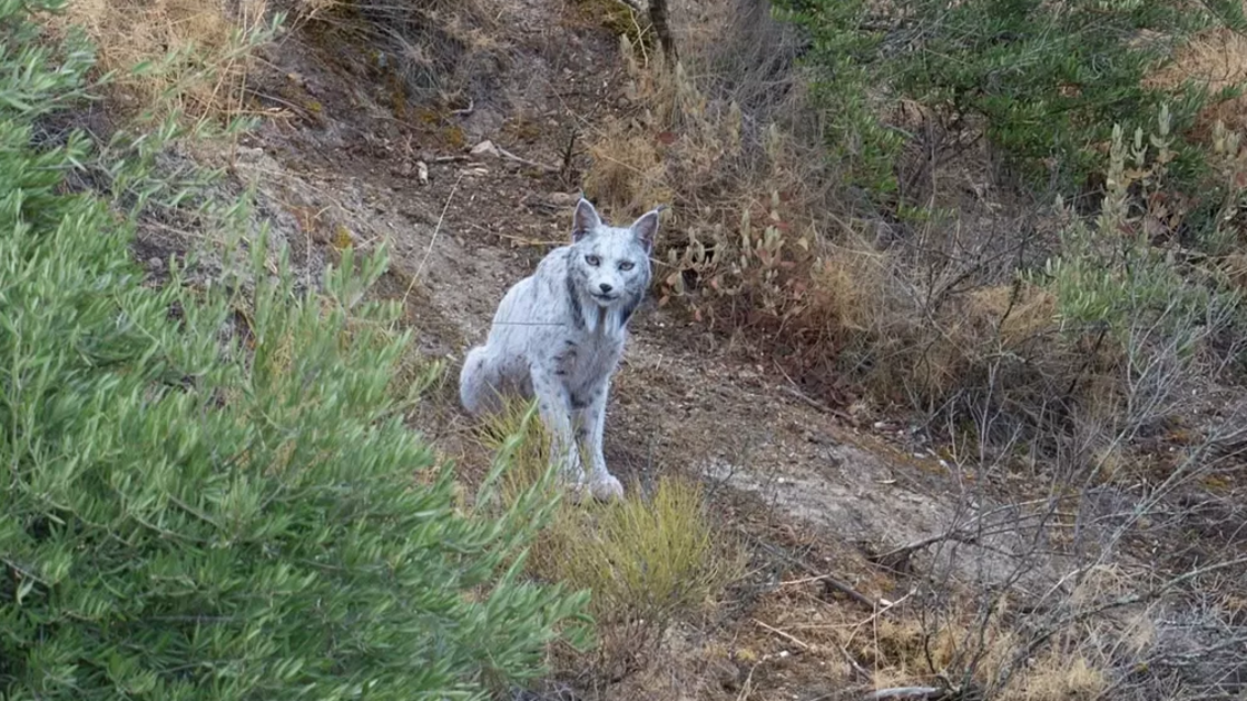  Um momento raro! Um Lince-ibérico branco foi fotografado em Espanha