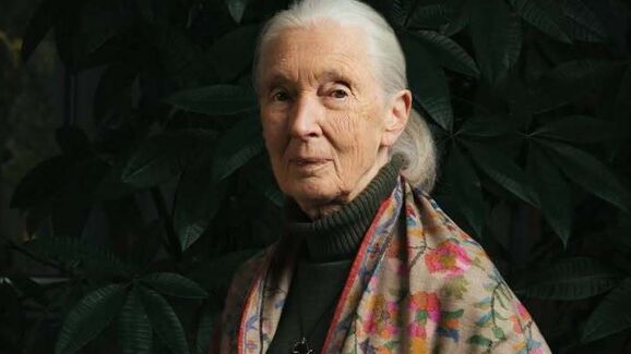 Jane Goodall