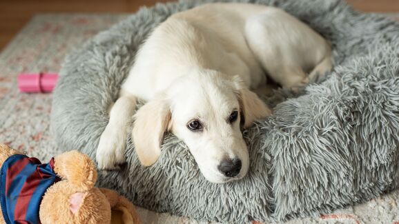 Chegou a hora de deitar e o seu cão começa a dar voltas? Há uma explicação