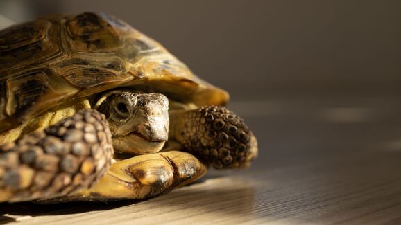 Torpor vs Hibernação. Conheça as principais diferenças e o que isso representa para o seu pet