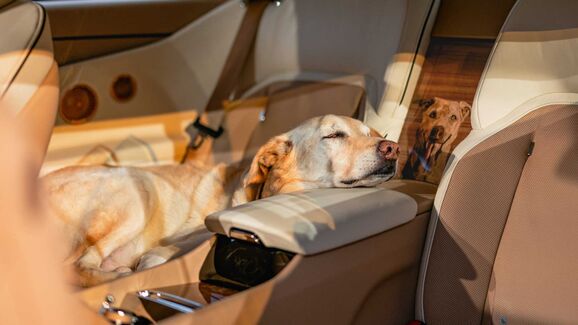 Este é o Bailey, o cão que inspirou o novo carro da Rolls-Royce
