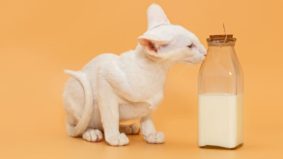 Os gatos bebem leite? Os peixes têm pouca memória? Hoje desvendamos 4 mitos associados a animais