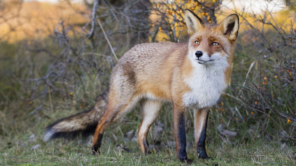 Encontrou um animal selvagem ferido? Saiba como ajudá-lo de forma segura