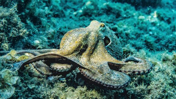  Hoje é o Dia Mundial do Polvo. Fique com 6 curiosidades sobre este rei dos mares