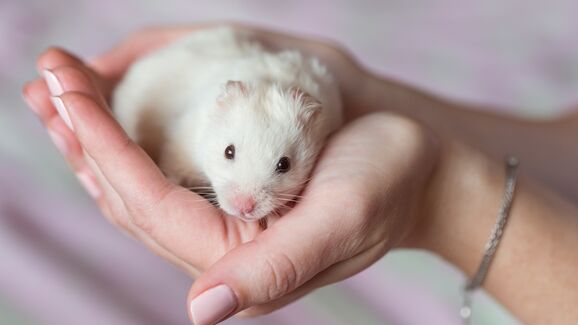 Está a pensar adotar um hamster? Conheça as 5 espécies mais comuns para adoção