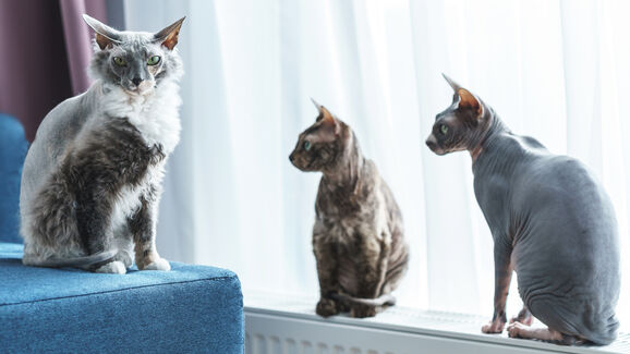 Bocejos, pestanejares seguidos e fechares de olhos lentos. Entenda a linguagem subtil dos felinos