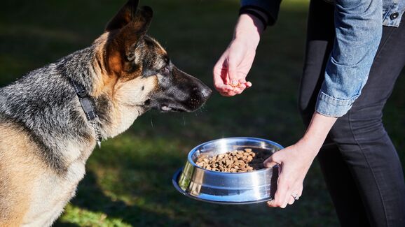 Ração fresca, cão feliz. Saiba como proteger a ração do seu patudo